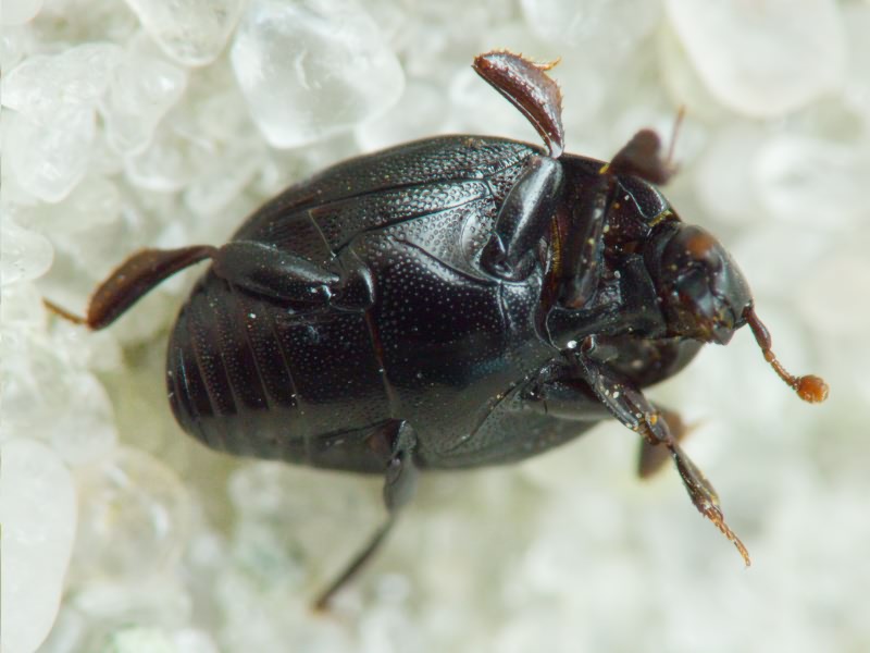 Dendrophilus (Dendrophilus) punctatus (Herbst, 1792)